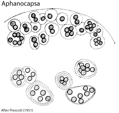  una gloeocapsa punctata boh